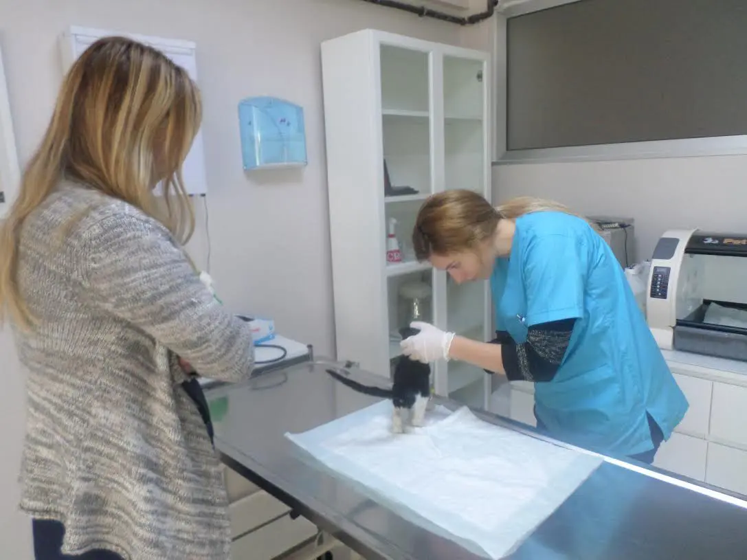 7-24 acik veteriner klinigi atakent halkalı