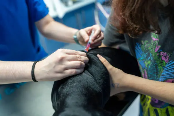 halkali-veteriner-atakent-maywell