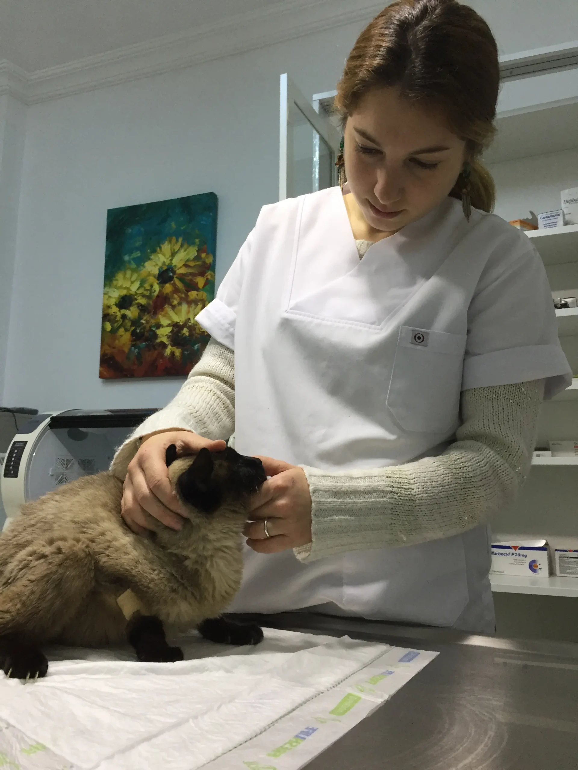 kucukcekmece veteriner klinigi istanbul