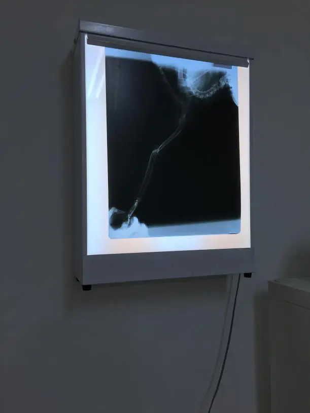 veteriner klinigi istanbul halkalı